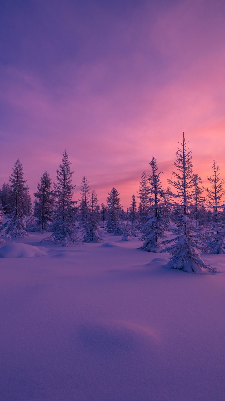Snow Covered Pine Trees Under Blue Sky During Daytime. Wallpaper in 720x1280 Resolution