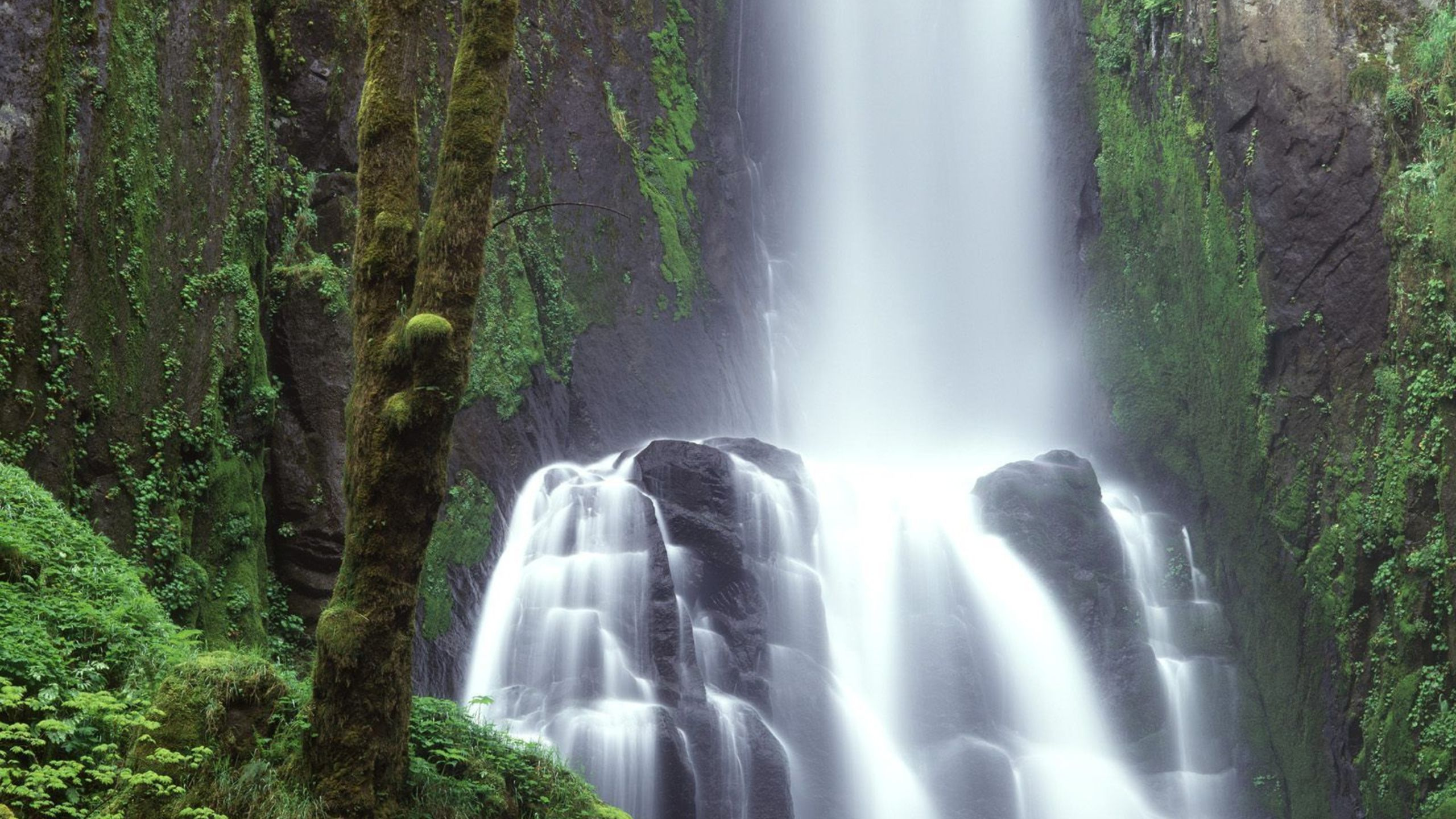 Cascadas en el Bosque Durante el Día.. Wallpaper in 2560x1440 Resolution