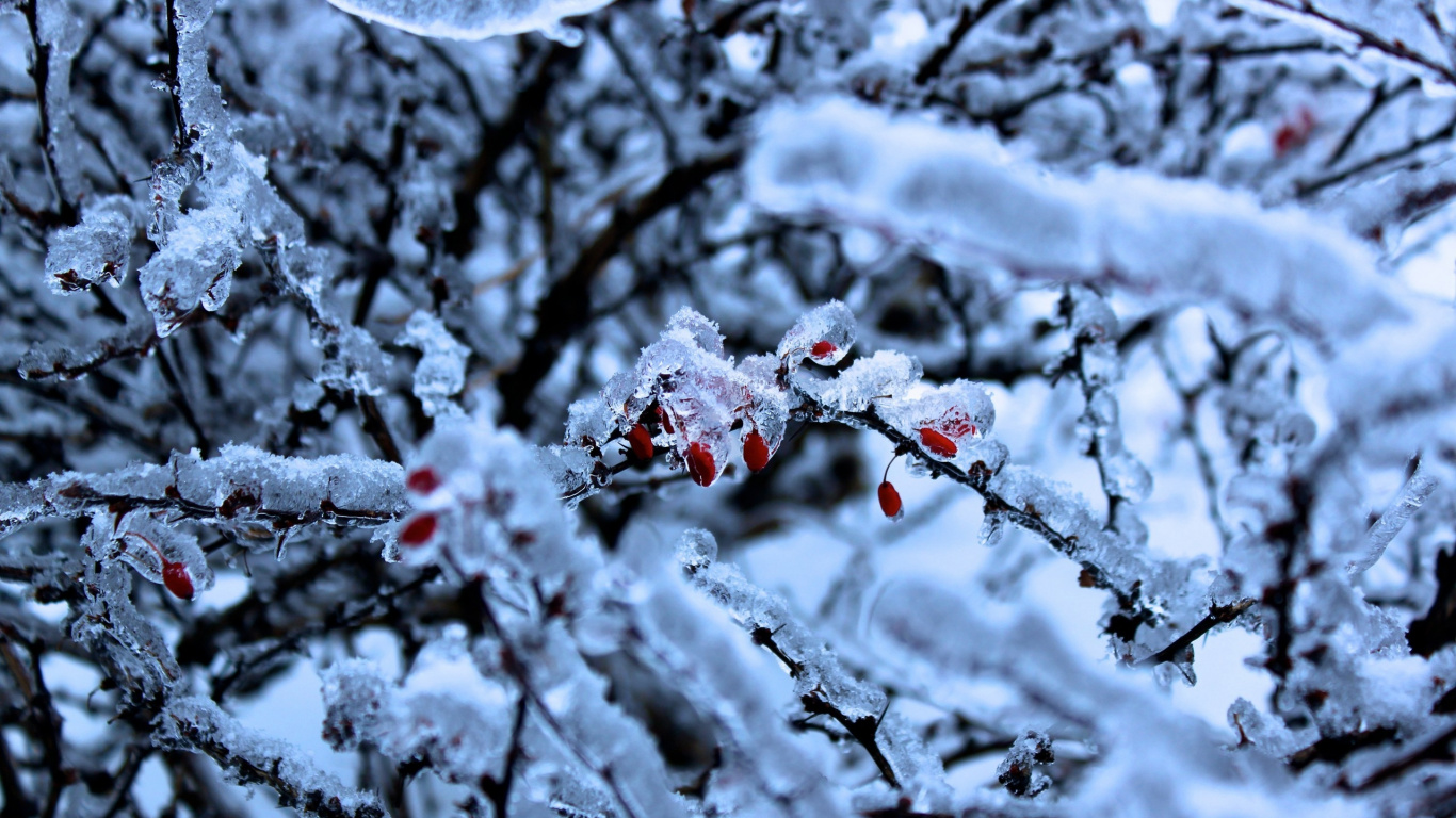 Snow Covered Tree Branches During Daytime. Wallpaper in 1366x768 Resolution