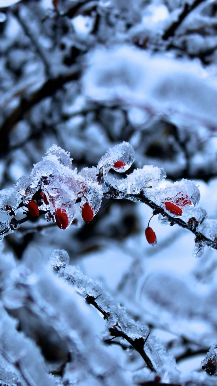 Snow Covered Tree Branches During Daytime. Wallpaper in 750x1334 Resolution