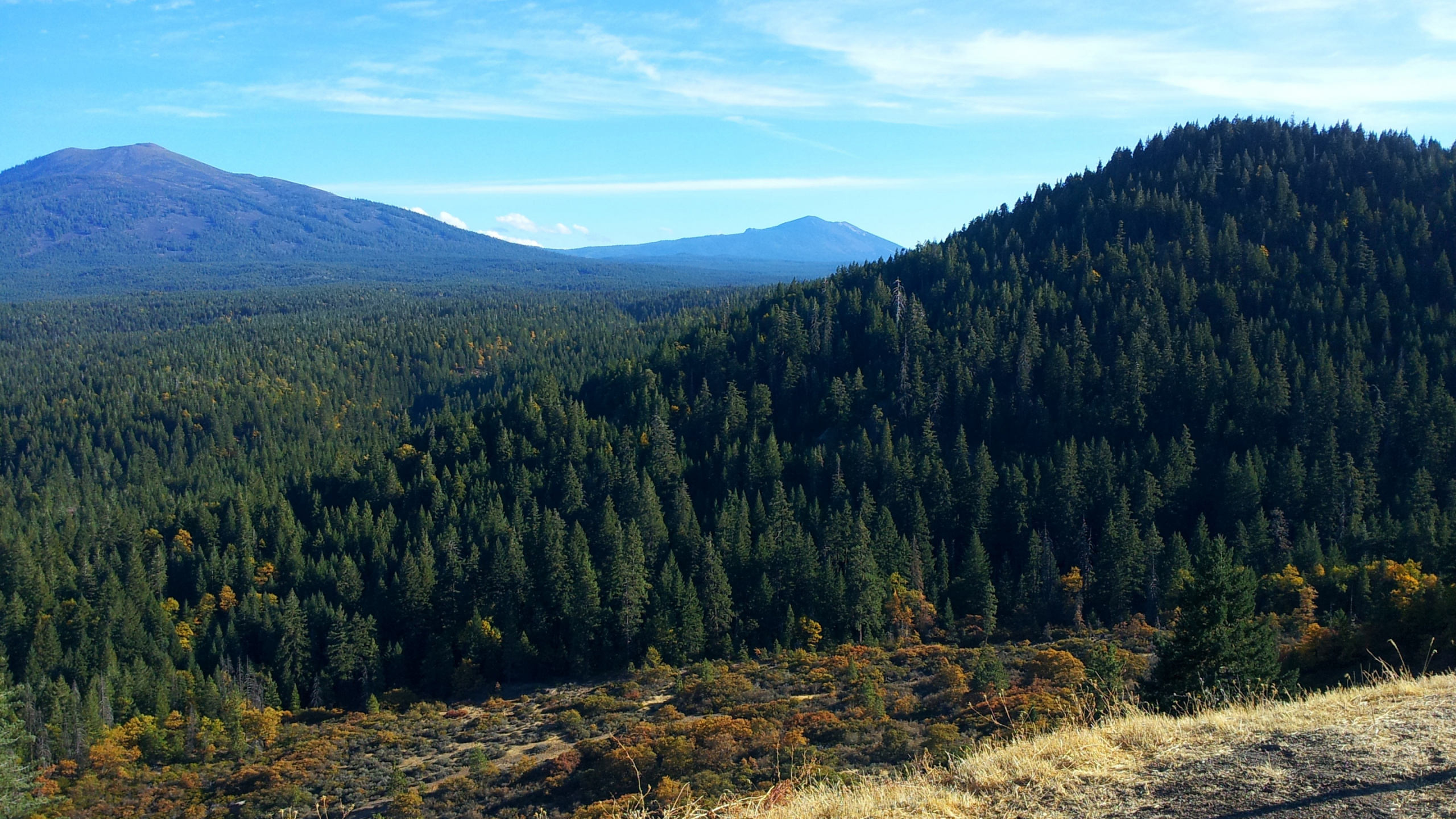 Árboles Verdes en el Campo de Hierba Marrón Bajo un Cielo Azul Durante el Día. Wallpaper in 2560x1440 Resolution