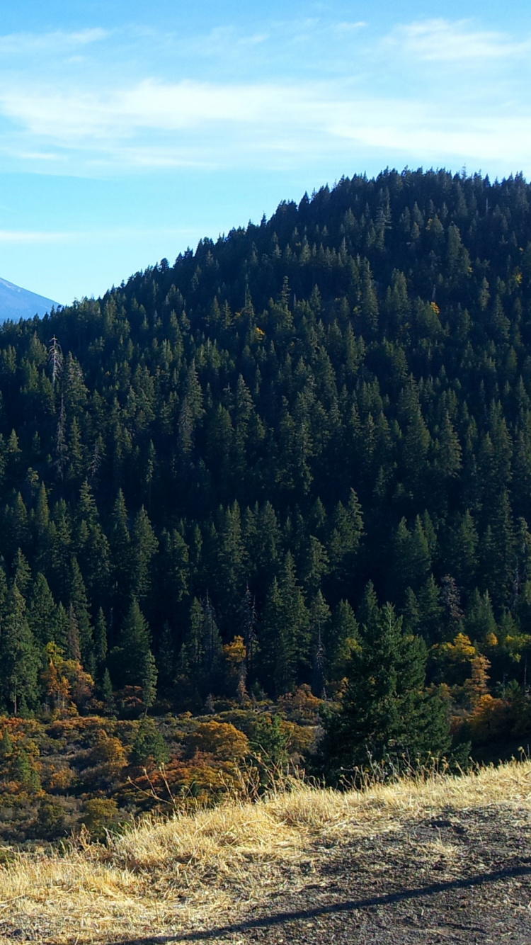Green Trees on Brown Grass Field Under Blue Sky During Daytime. Wallpaper in 750x1334 Resolution