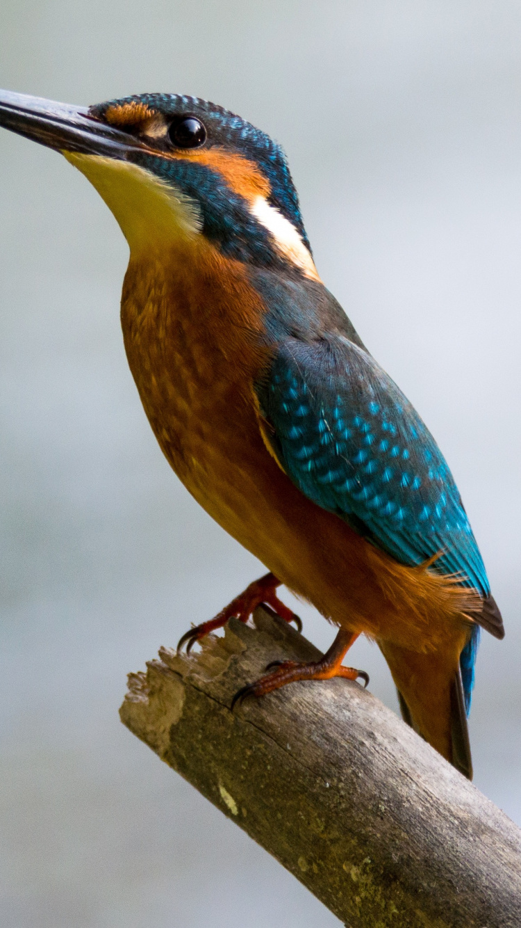 鸟, Coraciiformes, 野生动物, 绿色苍鹭, 蜂鸟 壁纸 750x1334 允许
