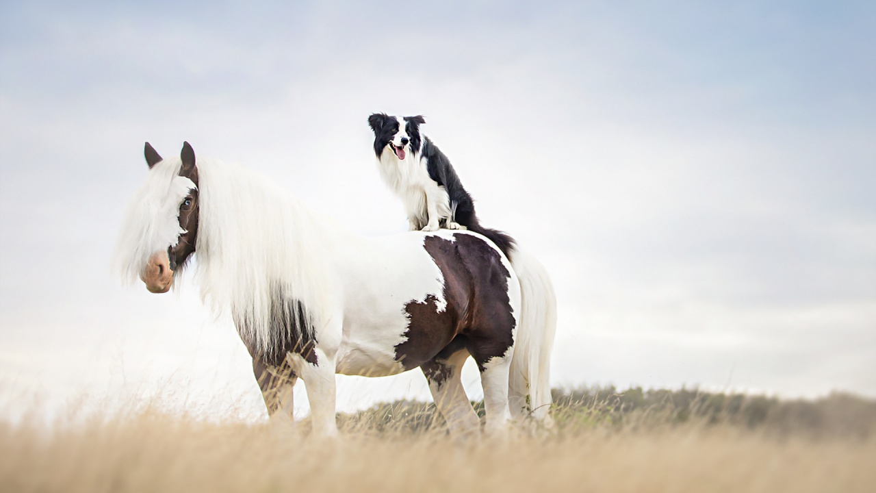 White and Black Horse on Brown Grass Field During Daytime. Wallpaper in 1280x720 Resolution
