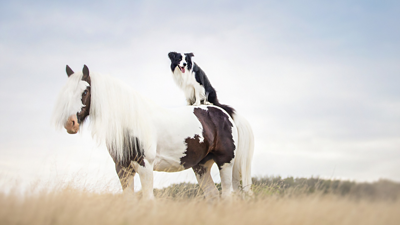 White and Black Horse on Brown Grass Field During Daytime. Wallpaper in 1366x768 Resolution
