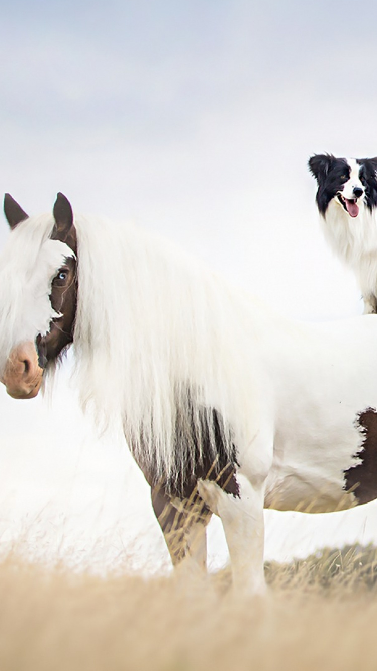 White and Black Horse on Brown Grass Field During Daytime. Wallpaper in 750x1334 Resolution