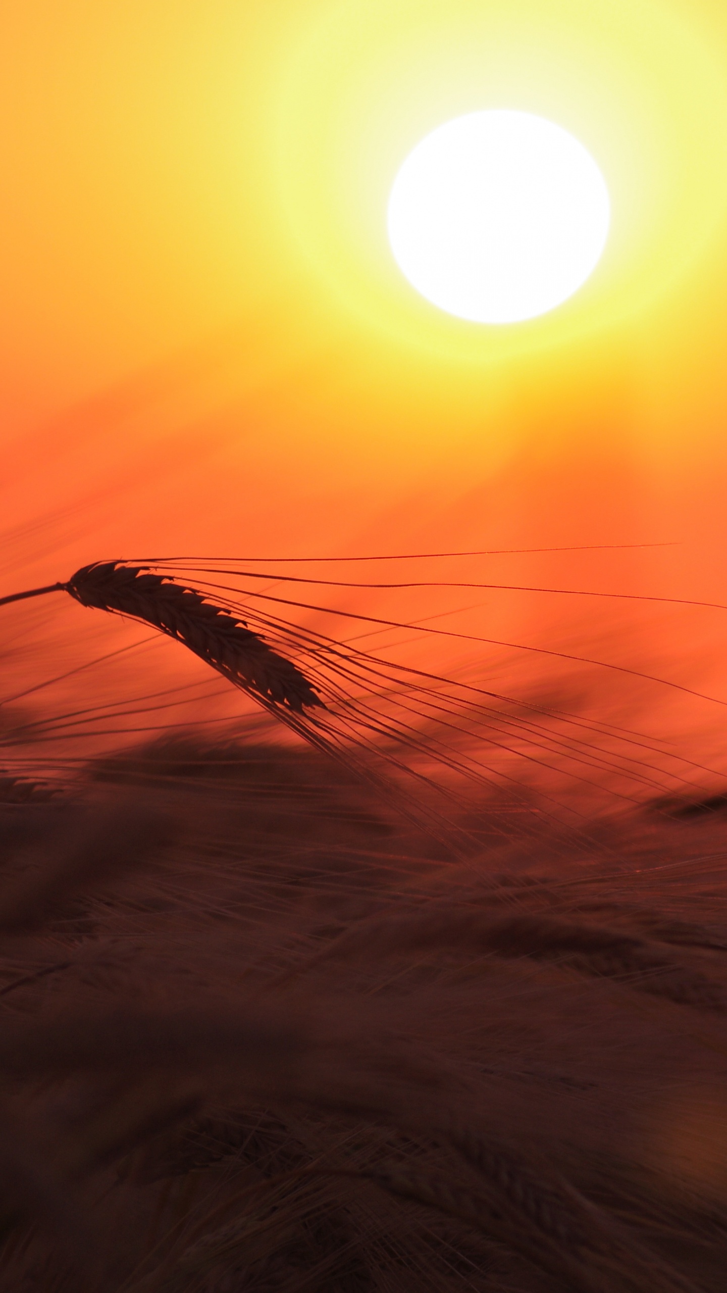 Silhouette Des Grases Bei Sonnenuntergang. Wallpaper in 1440x2560 Resolution