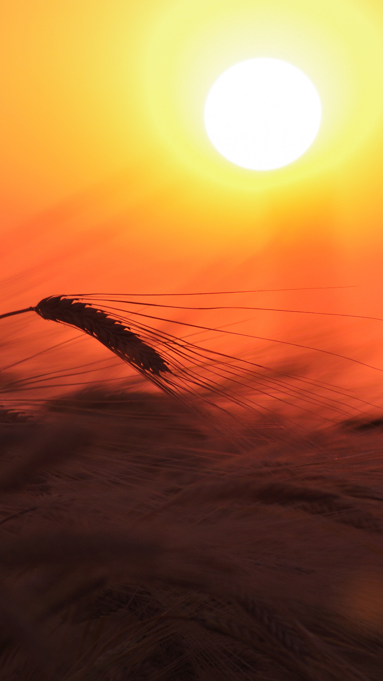 Silhouette Des Grases Bei Sonnenuntergang. Wallpaper in 750x1334 Resolution