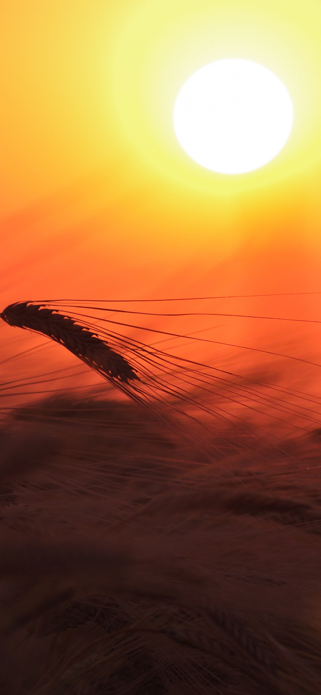 Silhouette D'herbe Pendant le Coucher du Soleil. Wallpaper in 1125x2436 Resolution