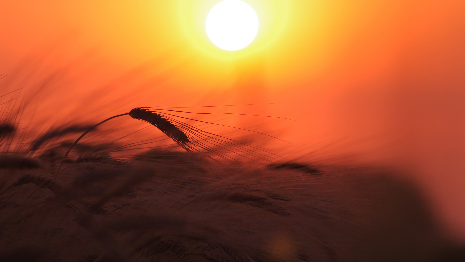 Silhouette D'herbe Pendant le Coucher du Soleil. Wallpaper in 1920x1080 Resolution