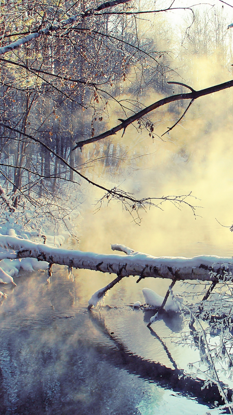 Arbres Couverts de Neige Pendant la Journée. Wallpaper in 750x1334 Resolution