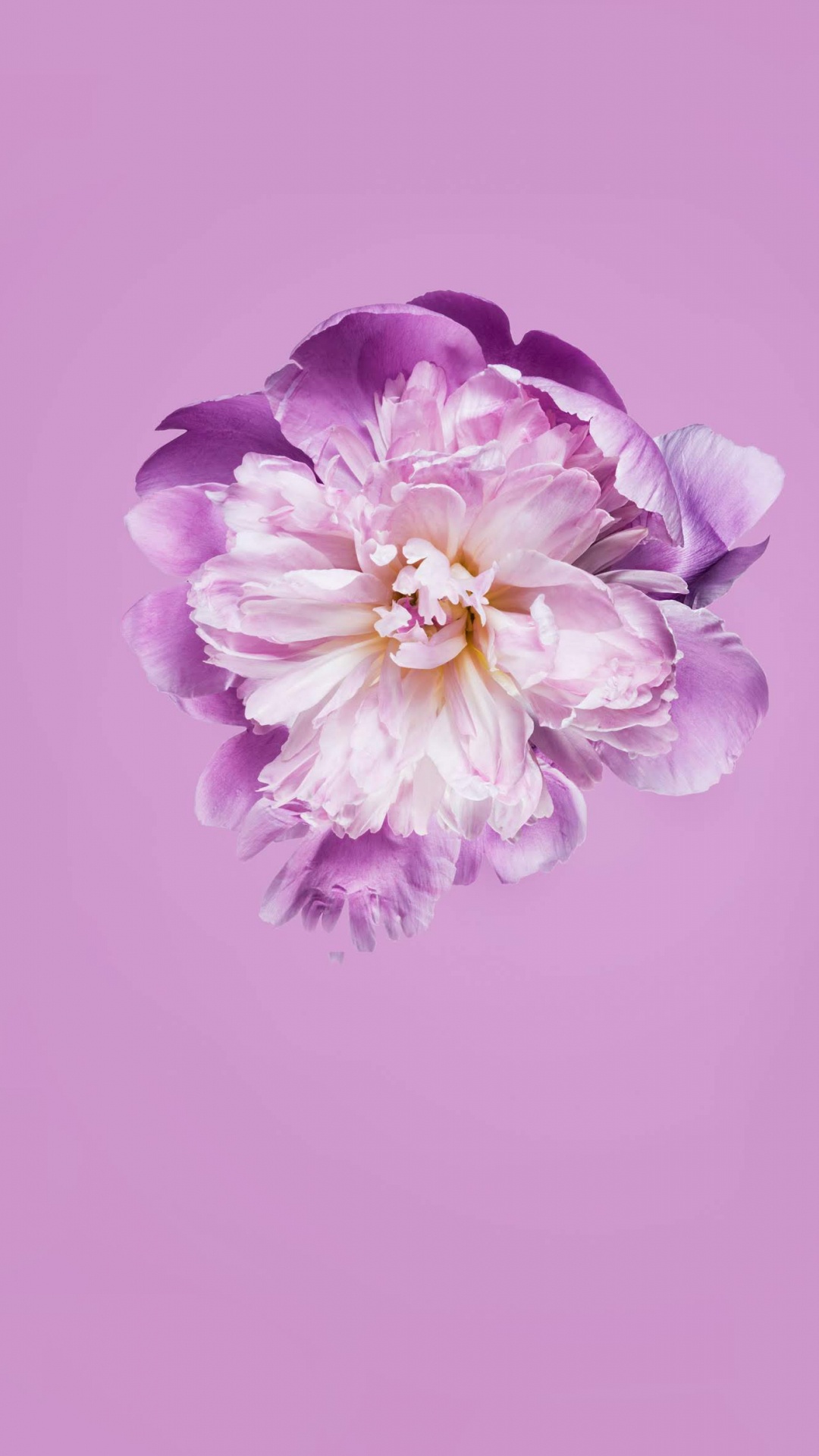 Huawei, Honor Play, Google Play, Ehre, Huawei P30. Wallpaper in 1080x1920 Resolution