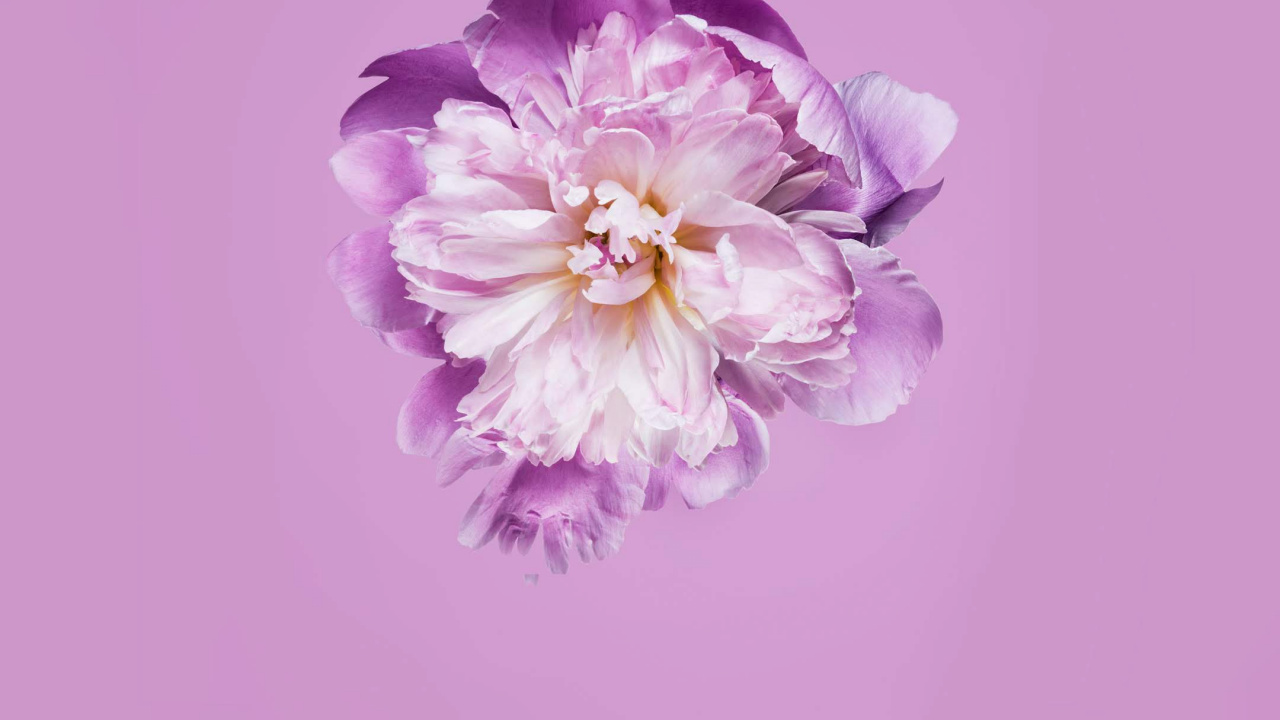 Huawei, Honor Play, Google Play, Honor, Huawei P30. Wallpaper in 1280x720 Resolution