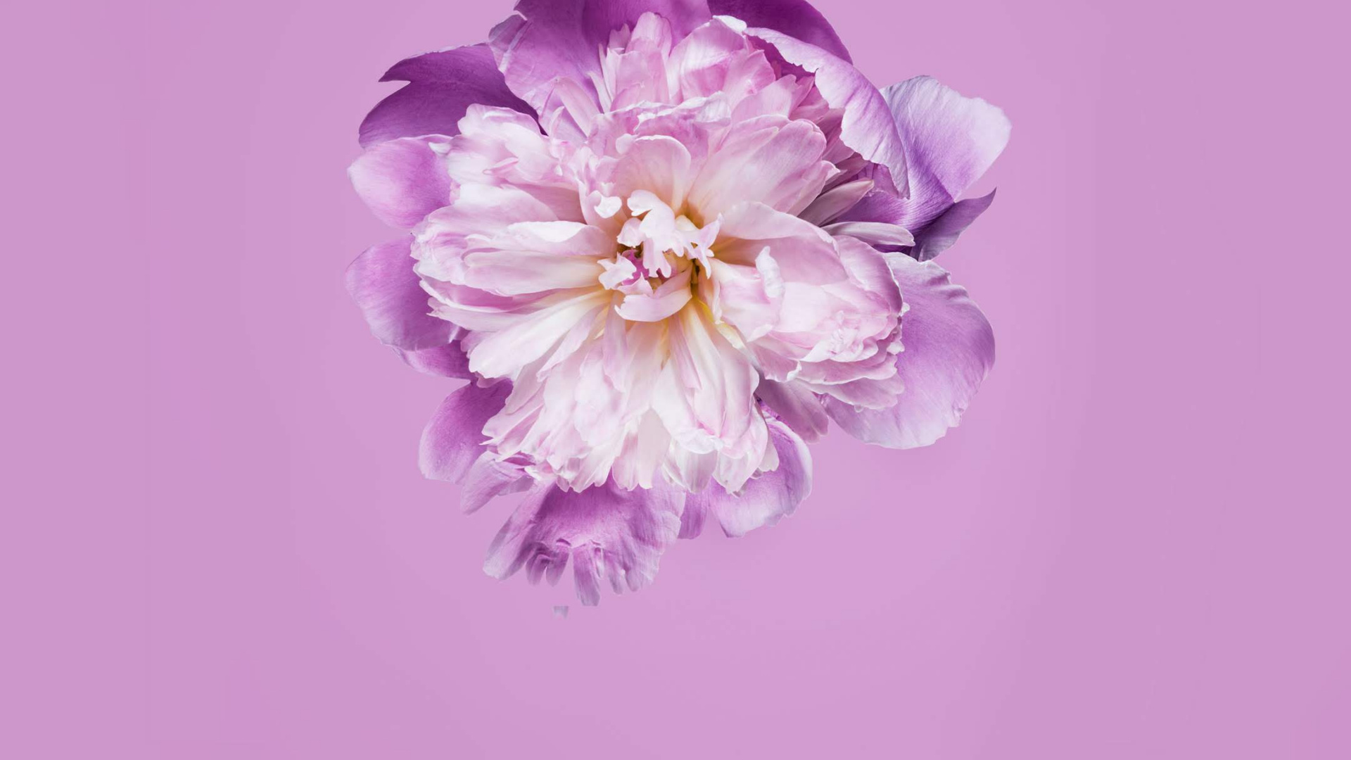 Huawei, Honor Play, Google Play, Honor, Huawei P30. Wallpaper in 1920x1080 Resolution