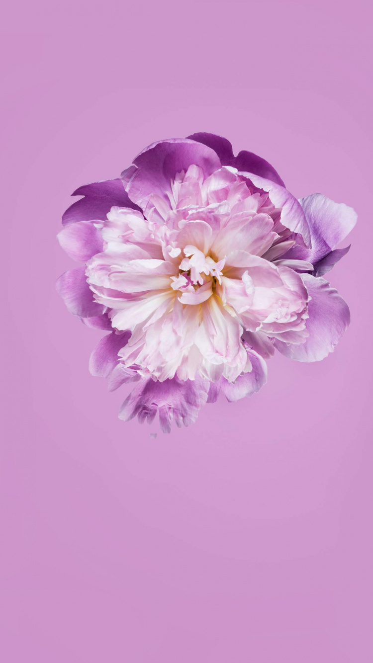 Huawei, Honor Play, Google Play, Honor, Huawei P30. Wallpaper in 750x1334 Resolution