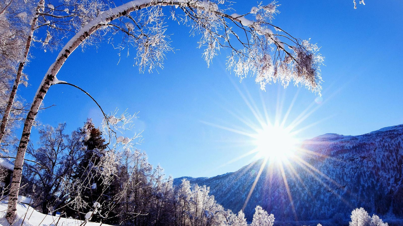 Arbres et Montagnes Couverts de Neige Sous Ciel Bleu Pendant la Journée. Wallpaper in 1280x720 Resolution