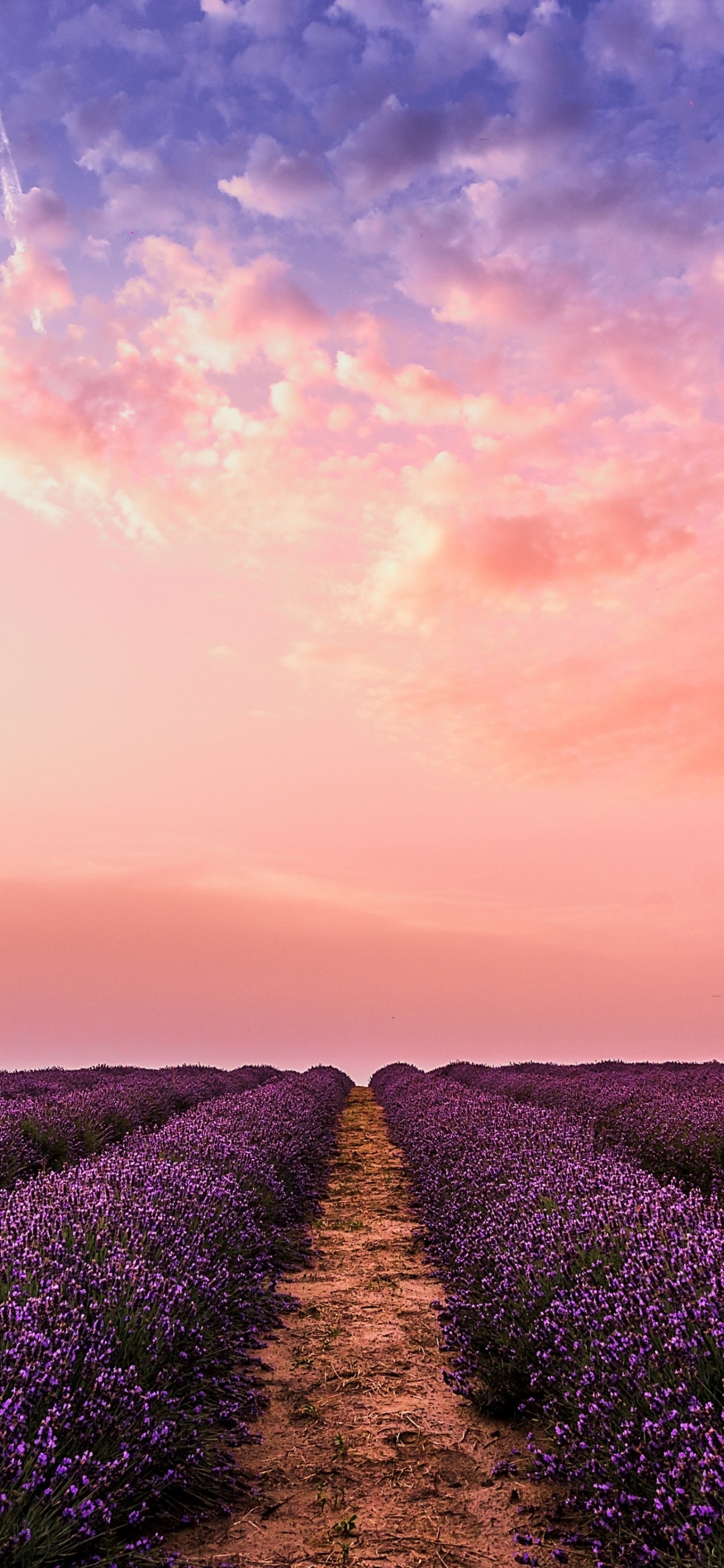 Lavendelfest, Englisch Lavendel, Sequim Lavendel Festival, Cloud, Menschen in Der Natur. Wallpaper in 1242x2688 Resolution