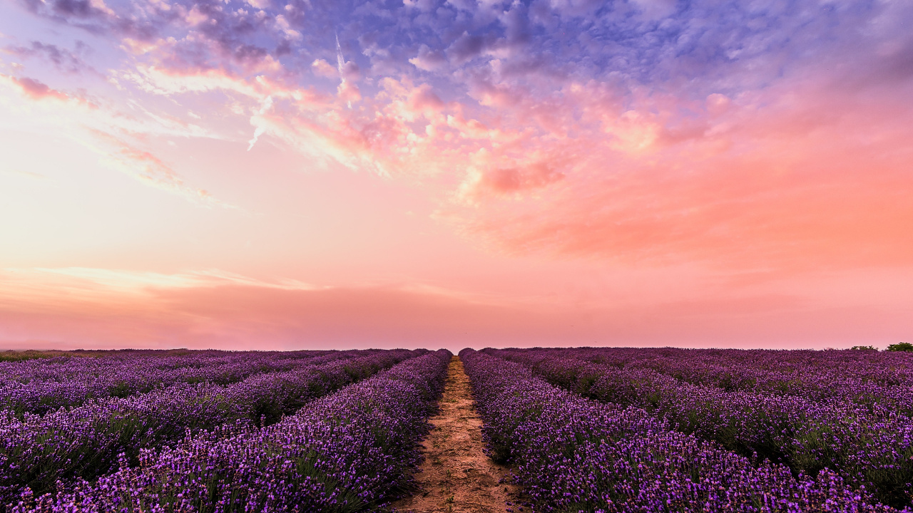 Lavender Festival, English Lavender, Sequim Lavender Festival, Cloud, Plant. Wallpaper in 1280x720 Resolution
