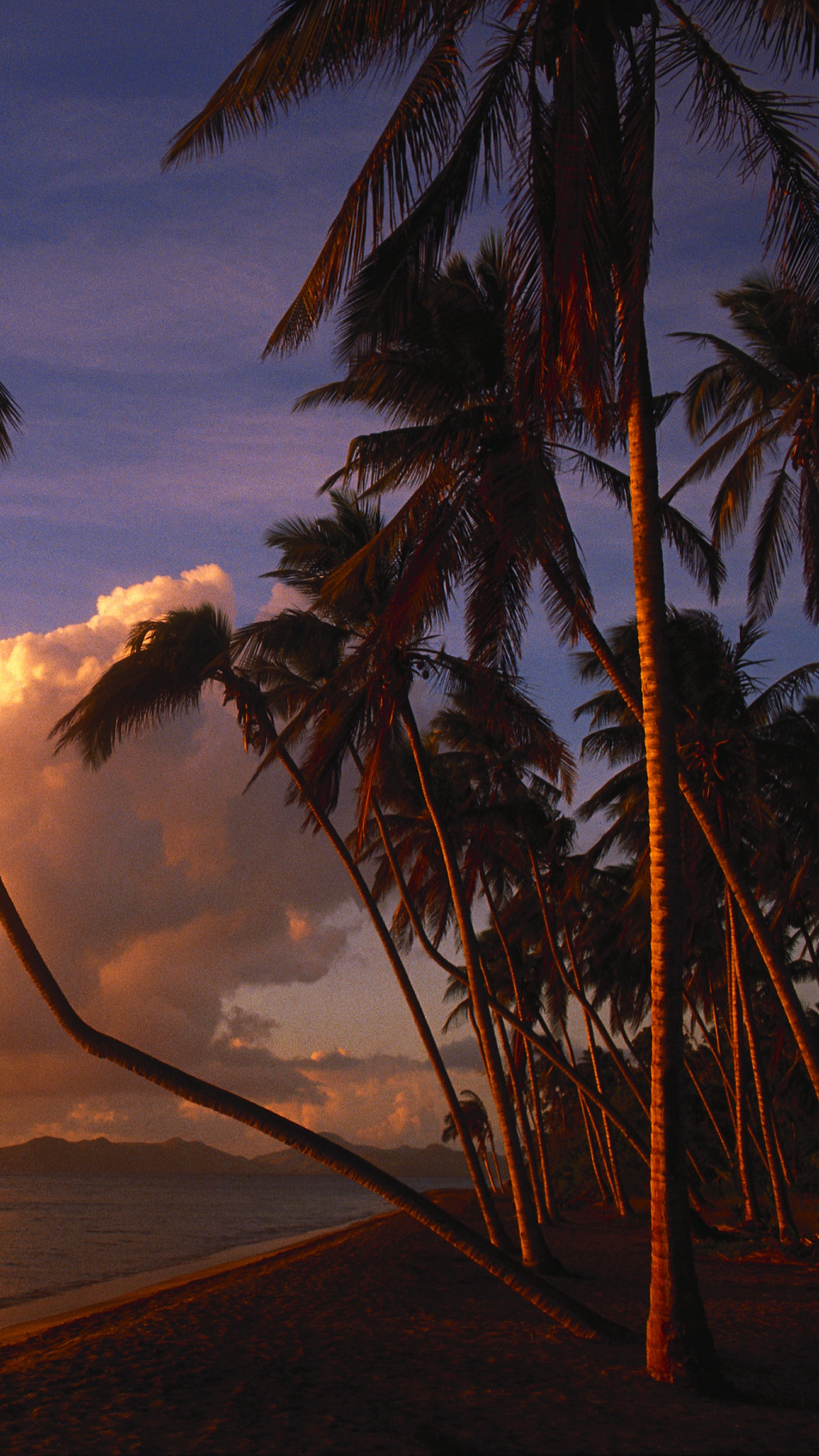 Palmier Sur la Plage Pendant le Coucher du Soleil. Wallpaper in 1440x2560 Resolution