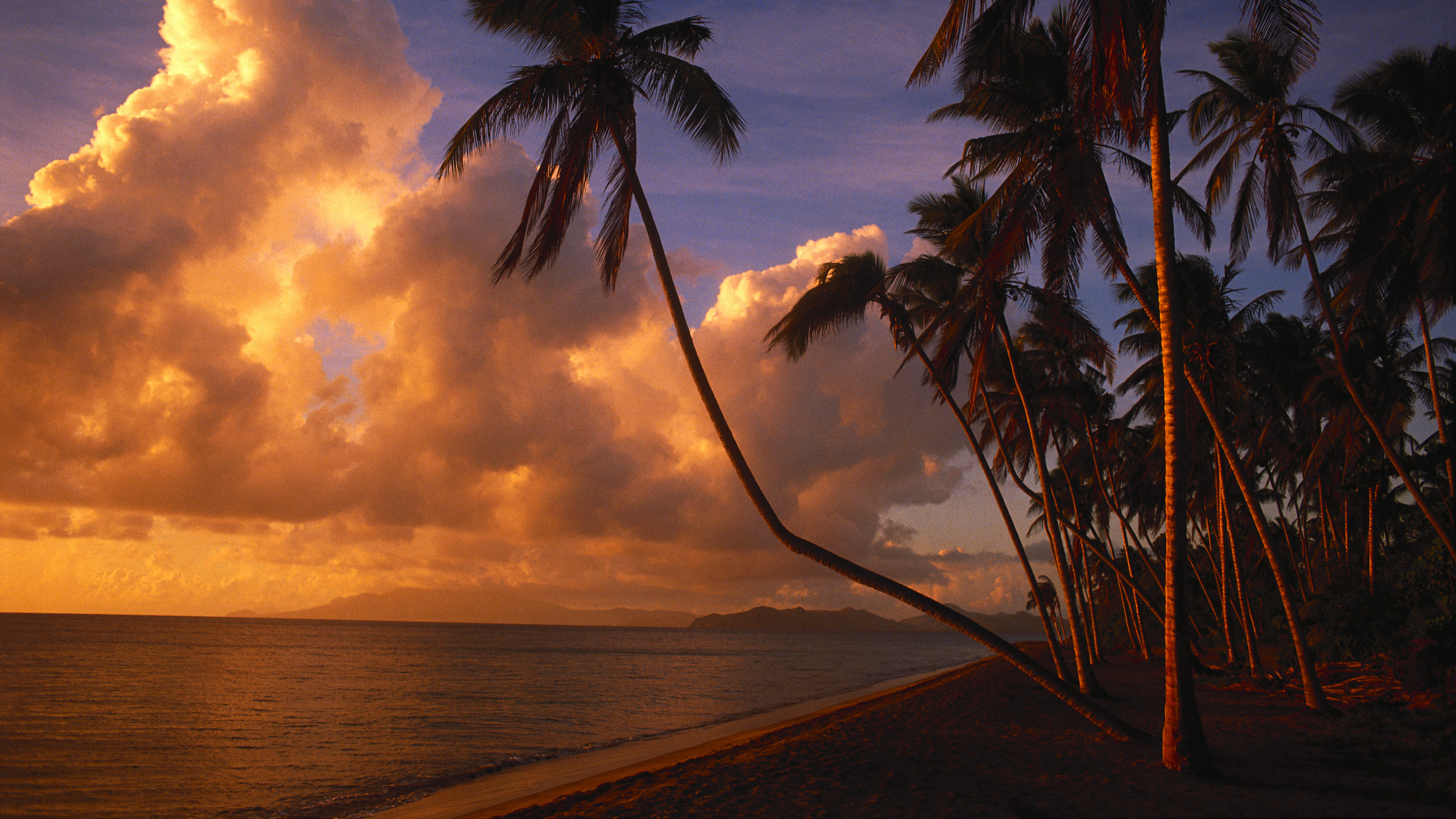 Palmier Sur la Plage Pendant le Coucher du Soleil. Wallpaper in 3840x2160 Resolution