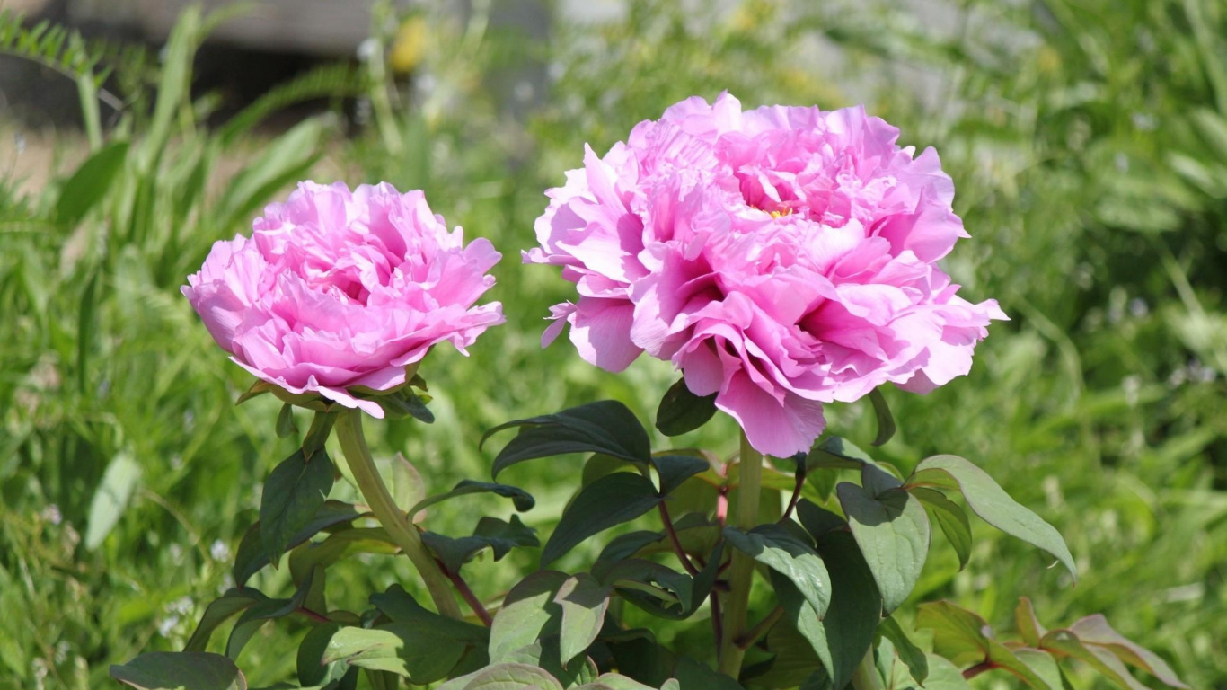 Pink Flower in Tilt Shift Lens. Wallpaper in 1366x768 Resolution