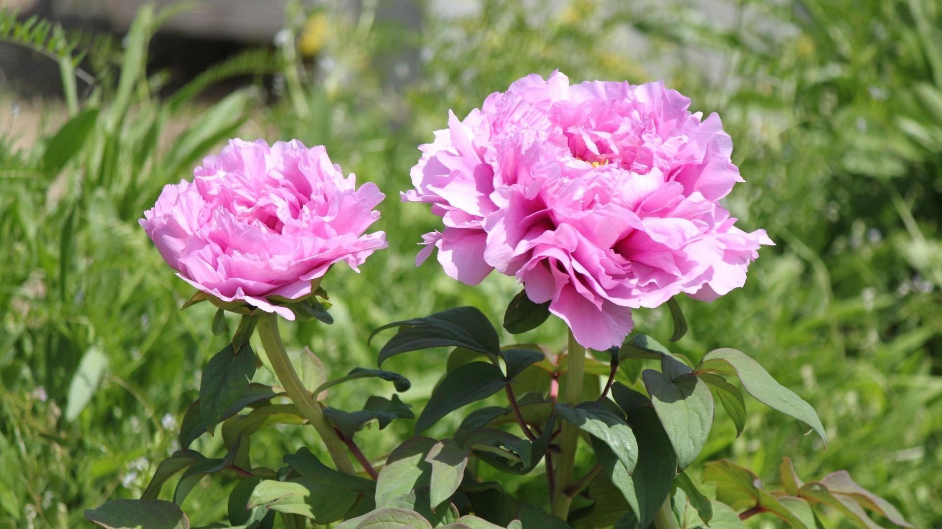 Pink Flower in Tilt Shift Lens. Wallpaper in 1920x1080 Resolution