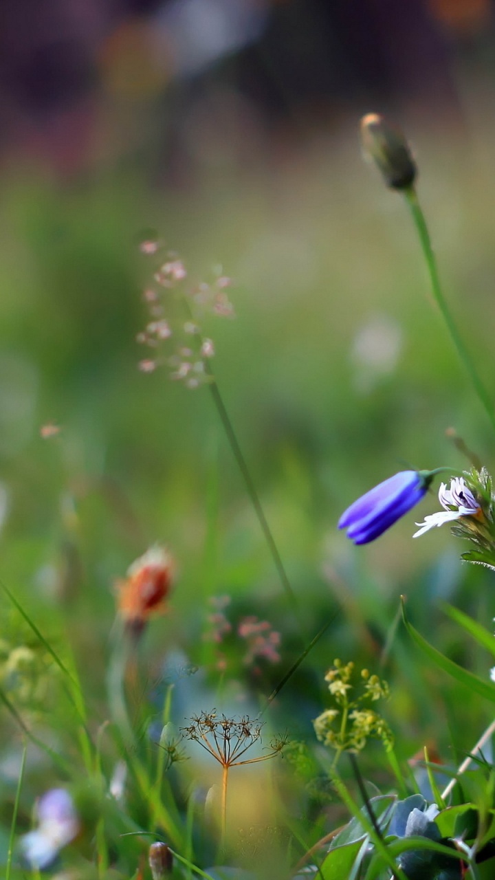Purple and White Flower in Green Grass Field. Wallpaper in 720x1280 Resolution