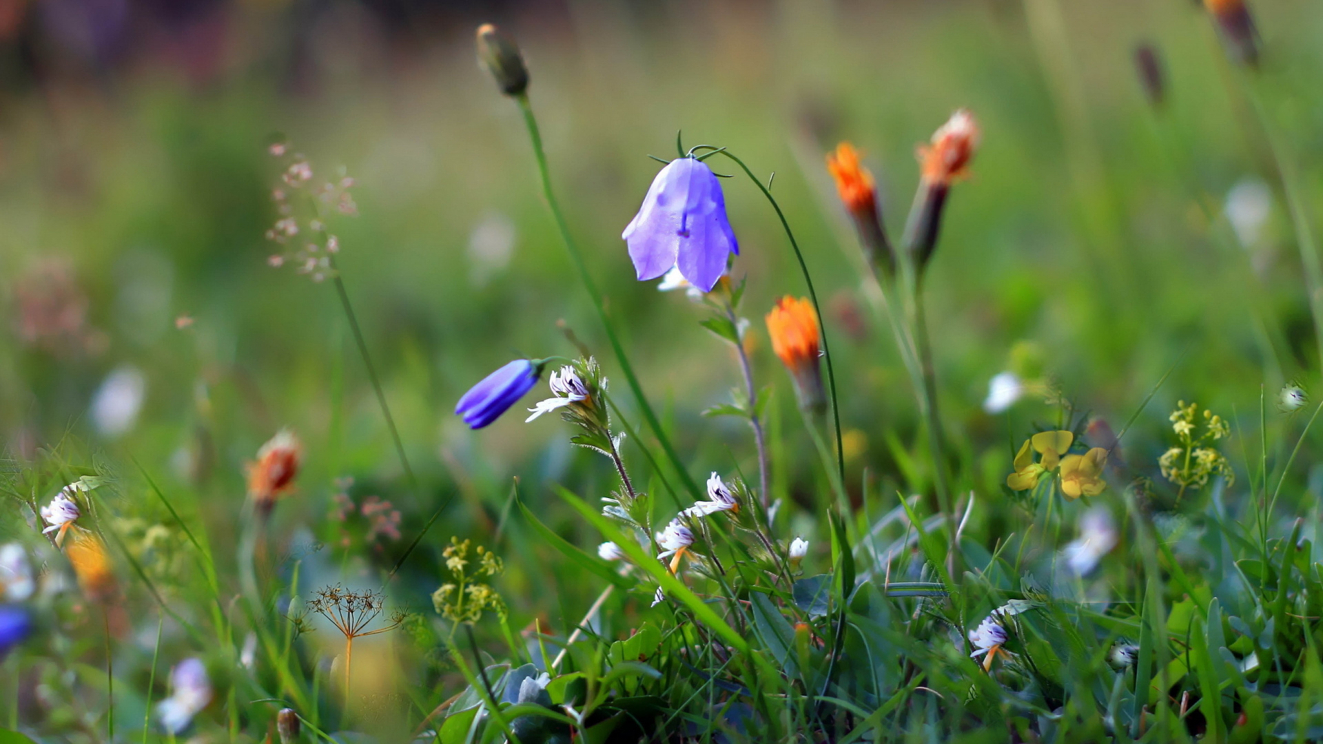 Fleur Violette et Blanche Dans le Champ D'herbe Verte. Wallpaper in 1920x1080 Resolution