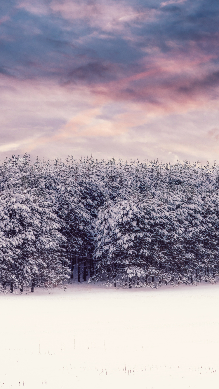 Winter, Schnee, Natur, Cloud, Naturlandschaft. Wallpaper in 750x1334 Resolution