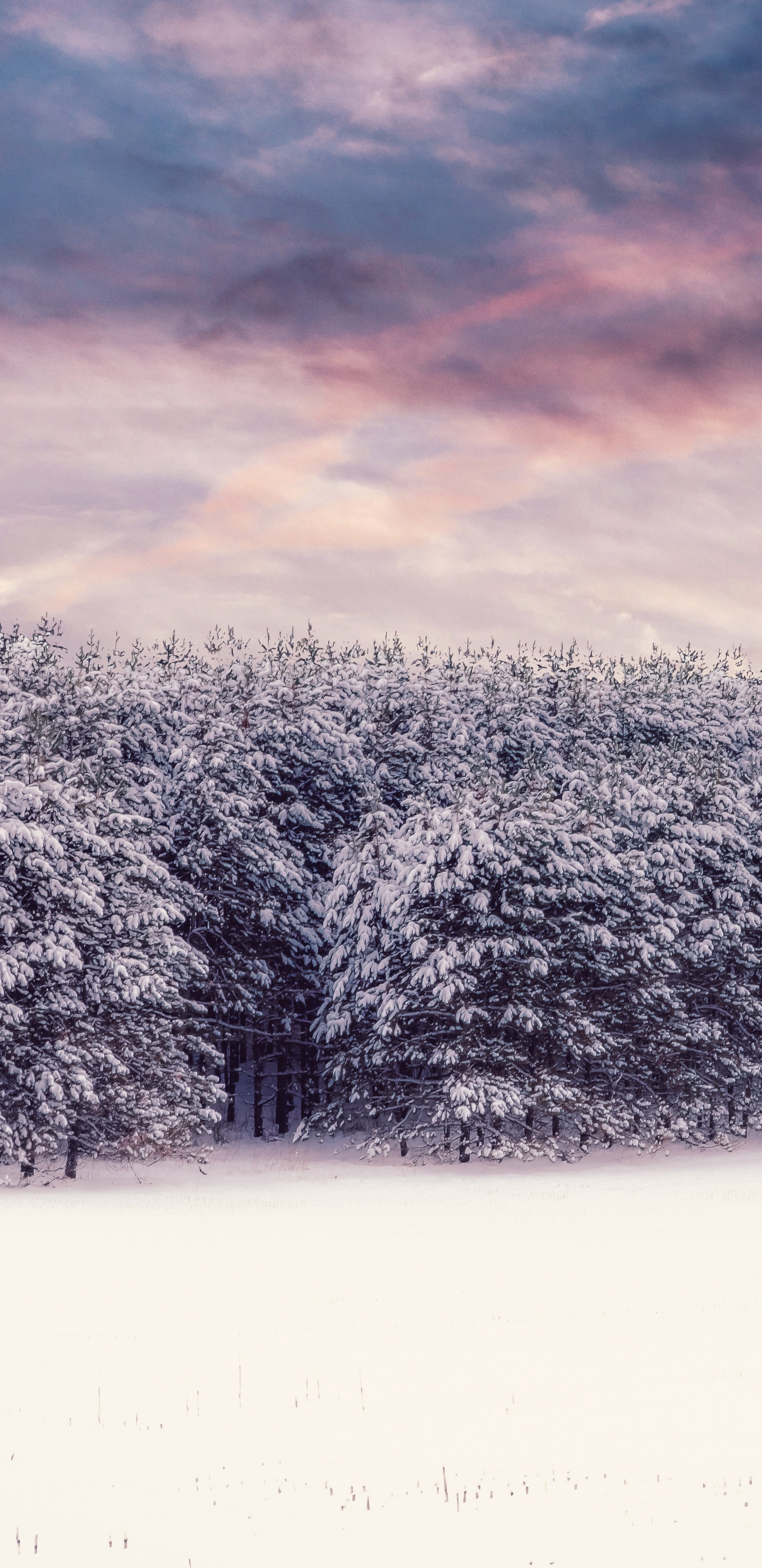 Winter, Snow, Nature, Cloud, Natural Landscape. Wallpaper in 1440x2960 Resolution