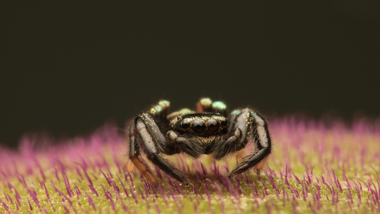 Black and Brown Spider on Yellow and Pink Flower. Wallpaper in 1280x720 Resolution