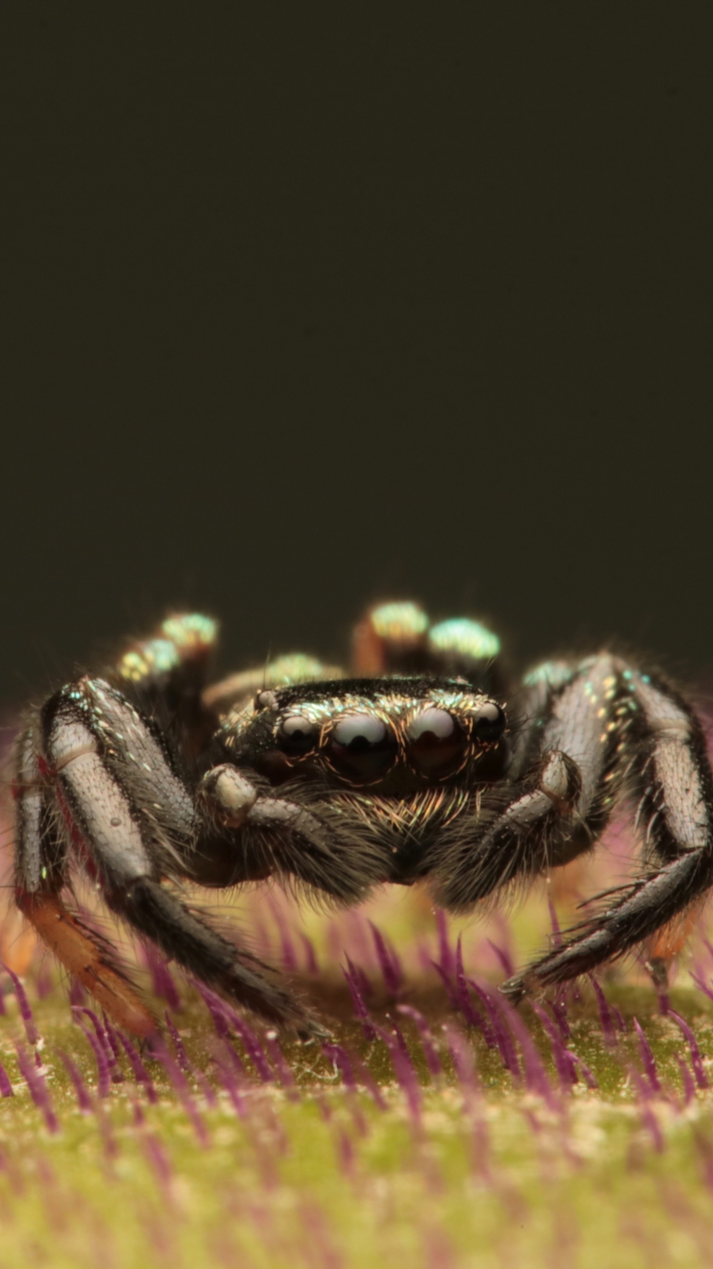 Black and Brown Spider on Yellow and Pink Flower. Wallpaper in 1440x2560 Resolution