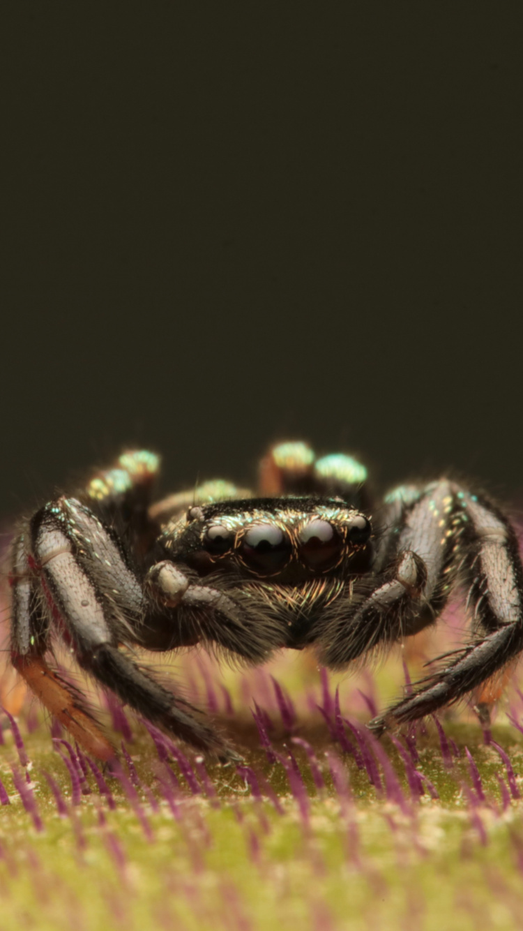 Black and Brown Spider on Yellow and Pink Flower. Wallpaper in 750x1334 Resolution