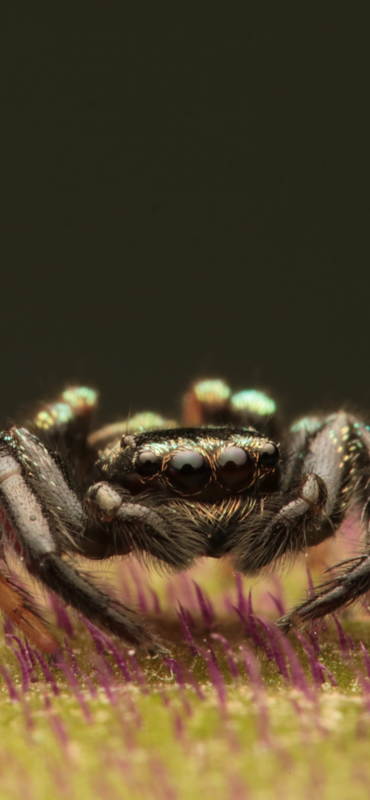 Araignée Noire et Brune Sur Fleur Jaune et Rose. Wallpaper in 1242x2688 Resolution