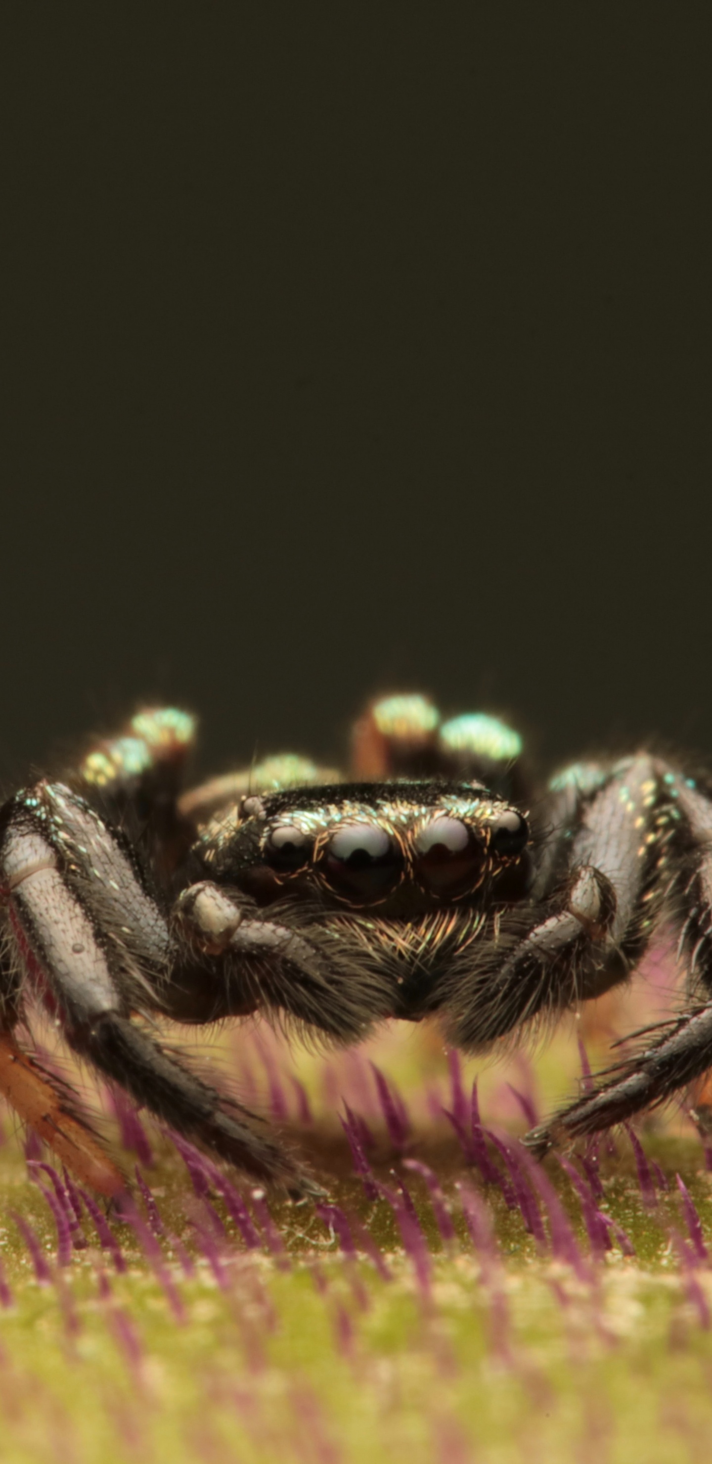 Schwarze Und Braune Spinne Auf Gelber Und Rosa Blume. Wallpaper in 1440x2960 Resolution