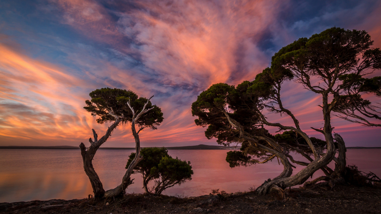 Arbre Vert Sur Champ Brun Sous Ciel Nuageux. Wallpaper in 1280x720 Resolution