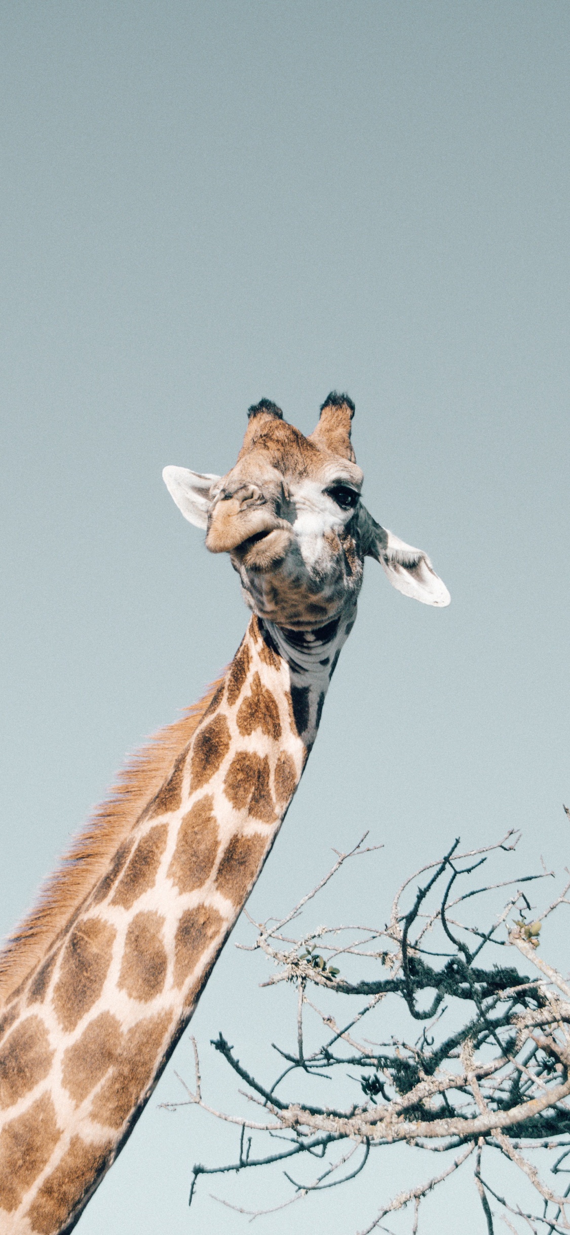 Giraffe, Giraffidae, Plant, Neck, Fawn. Wallpaper in 1125x2436 Resolution