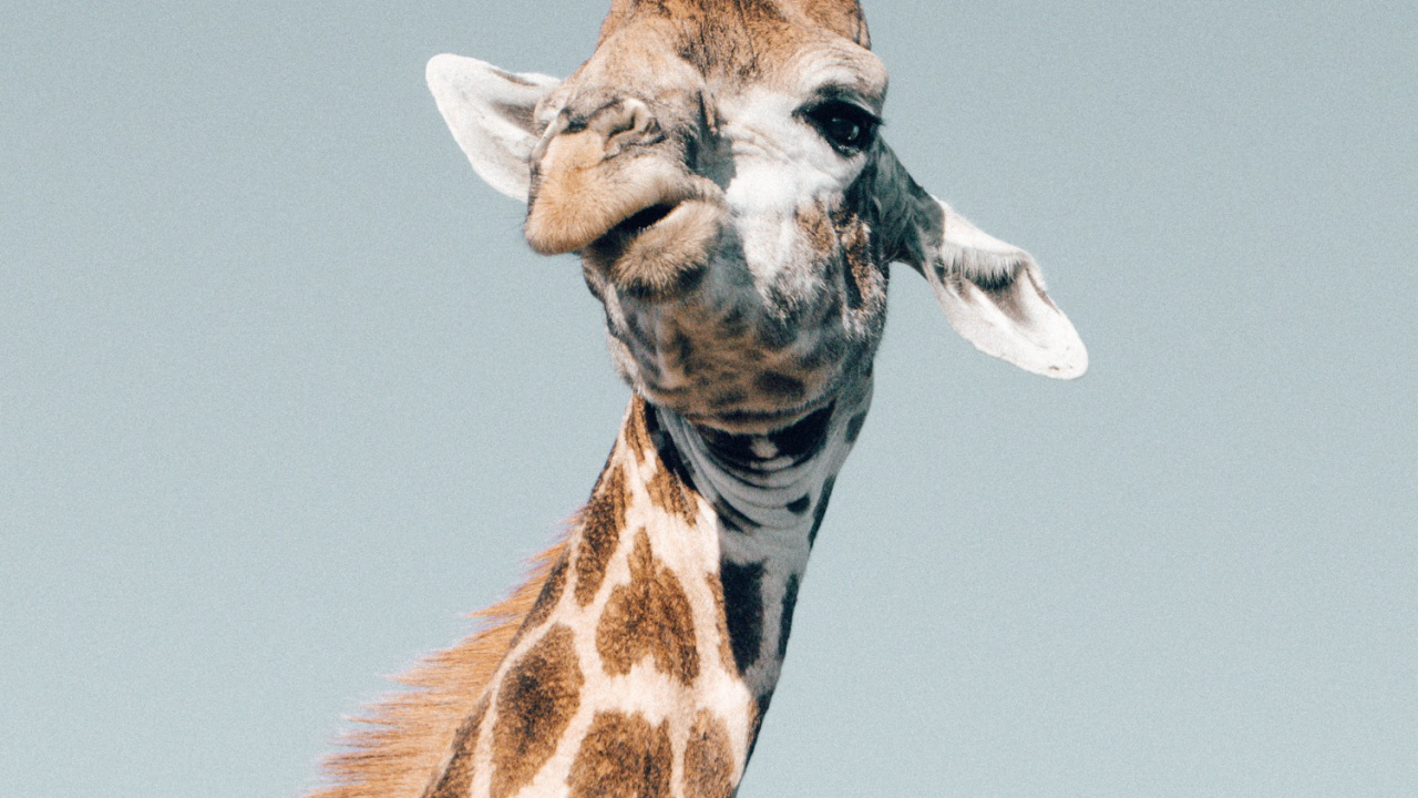 Giraffe, Giraffidae, Plant, Neck, Fawn. Wallpaper in 1280x720 Resolution