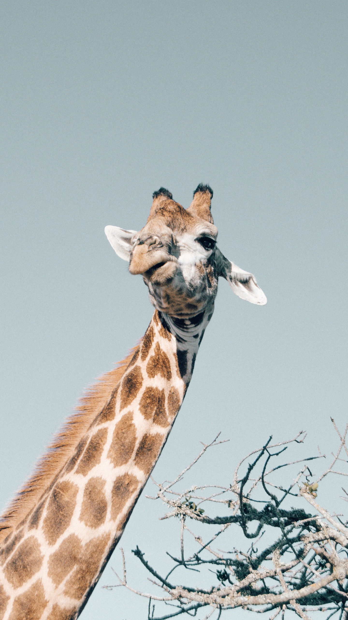 Giraffe, Giraffidae, Plant, Neck, Fawn. Wallpaper in 1440x2560 Resolution