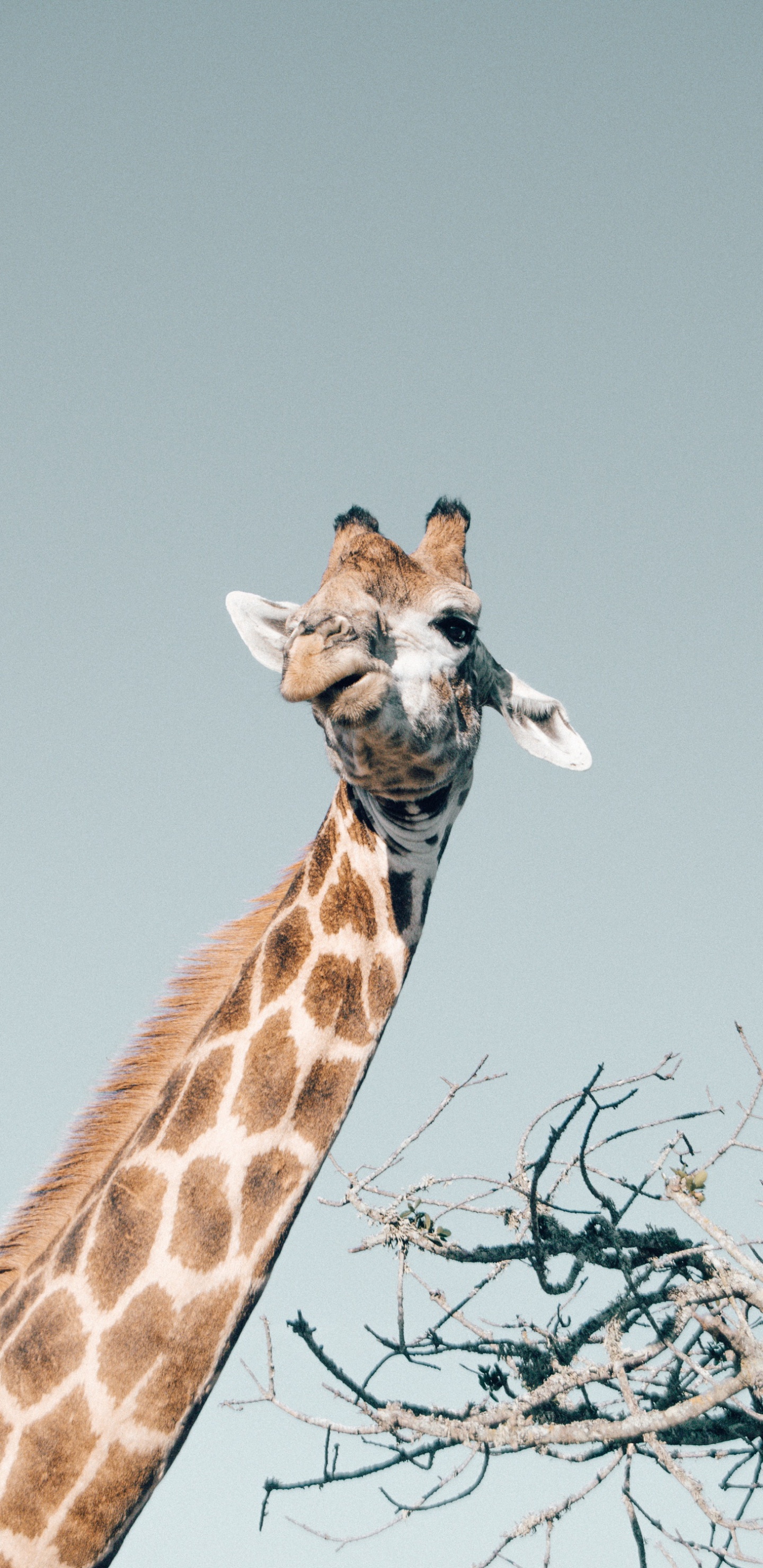 Giraffe, Giraffidae, Plant, Neck, Fawn. Wallpaper in 1440x2960 Resolution