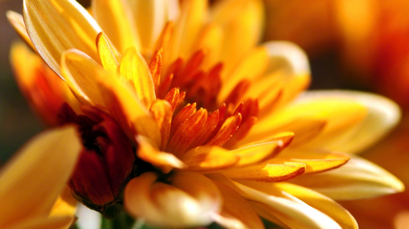 Yellow and White Flower in Tilt Shift Lens. Wallpaper in 1366x768 Resolution