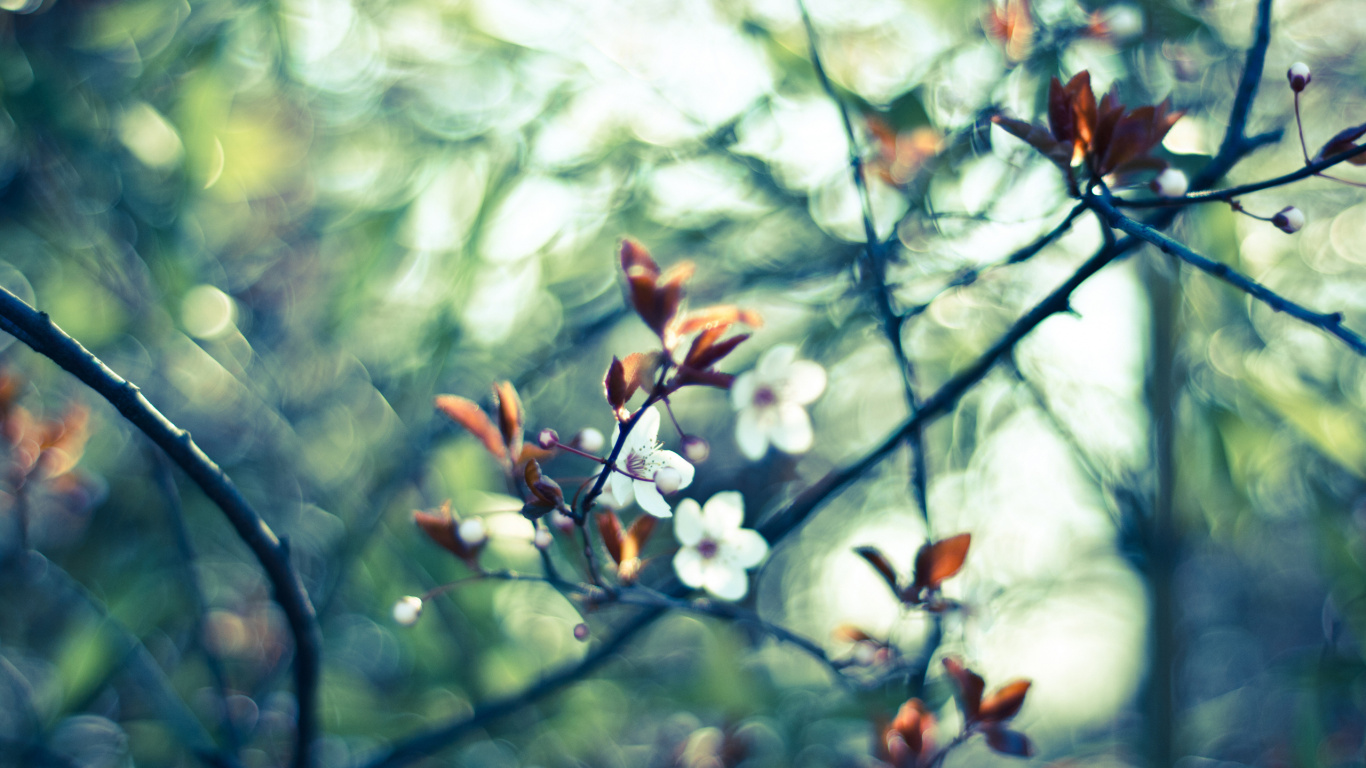 Feuilles Rouges et Blanches Sur Une Branche D'arbre. Wallpaper in 1366x768 Resolution