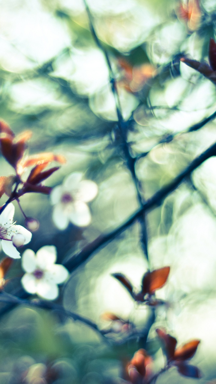 Feuilles Rouges et Blanches Sur Une Branche D'arbre. Wallpaper in 720x1280 Resolution