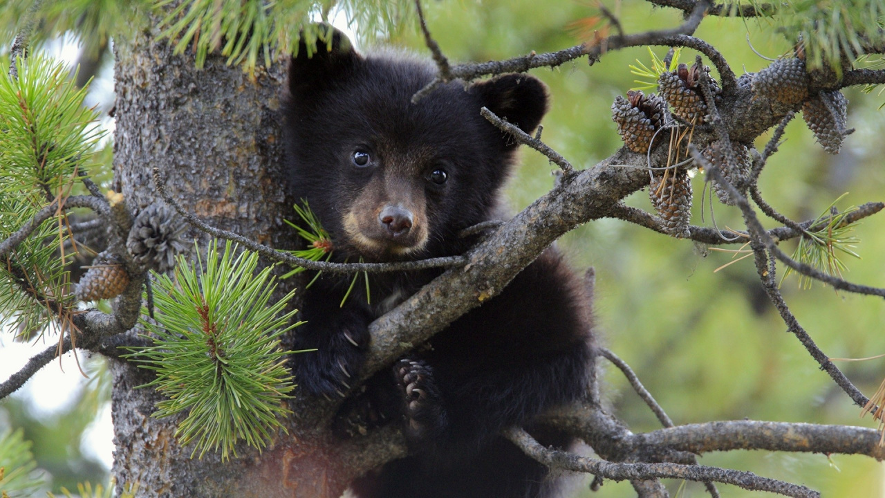 Black Bear on Tree Branch. Wallpaper in 1280x720 Resolution