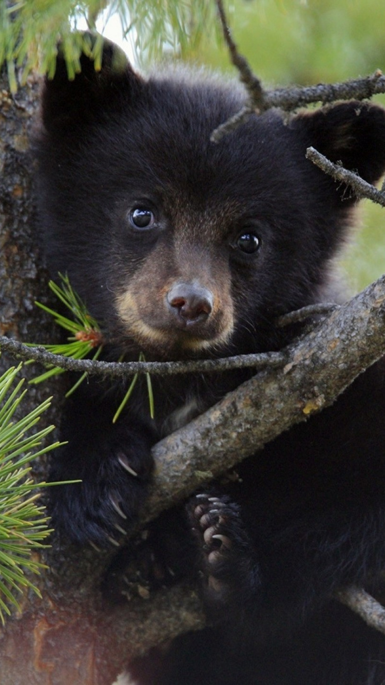 Ours Noir Sur Une Branche D'arbre. Wallpaper in 750x1334 Resolution