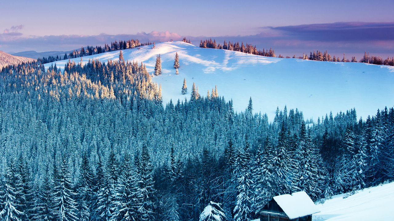 Tagsüber Mit Schnee Bedeckte Grüne Kiefern. Wallpaper in 1280x720 Resolution