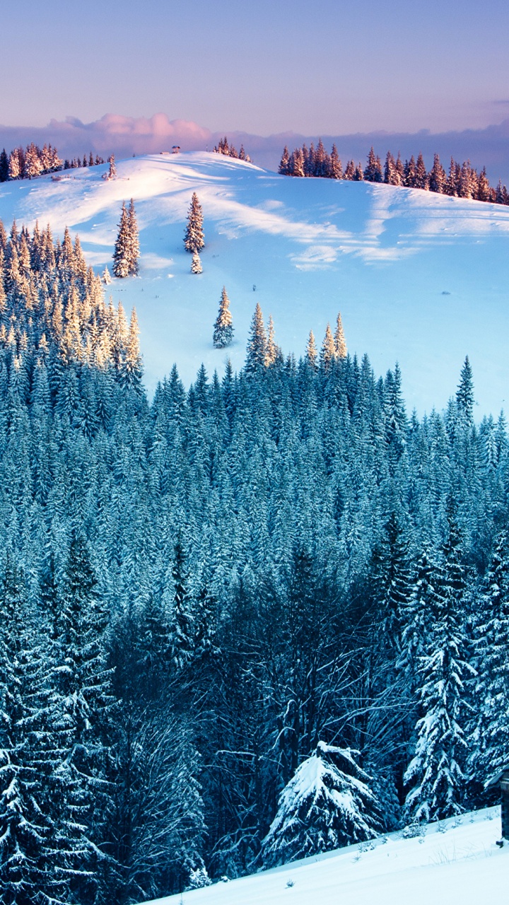 Tagsüber Mit Schnee Bedeckte Grüne Kiefern. Wallpaper in 720x1280 Resolution