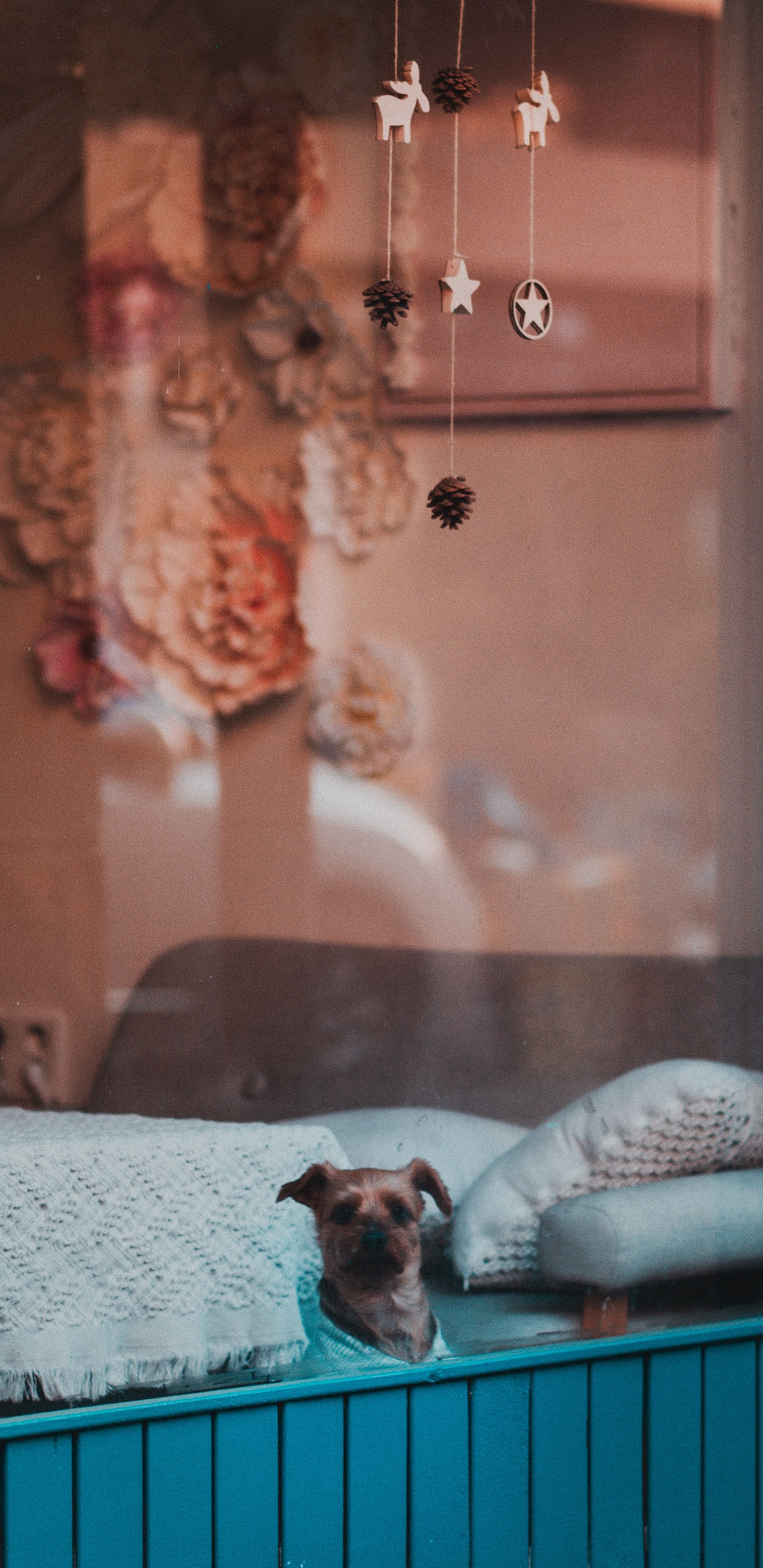 Petit Chien à Poil Court Blanc et Brun. Wallpaper in 1440x2960 Resolution