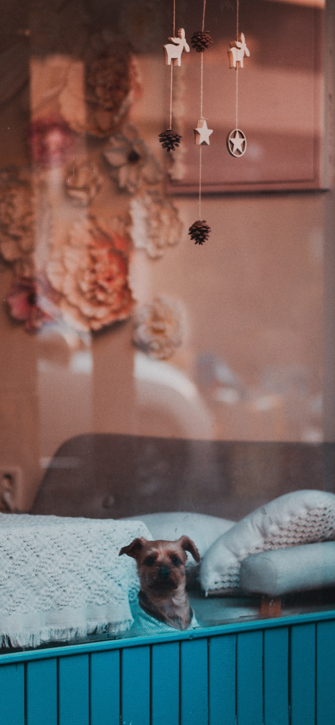 White and Brown Short Coated Small Dog. Wallpaper in 1125x2436 Resolution