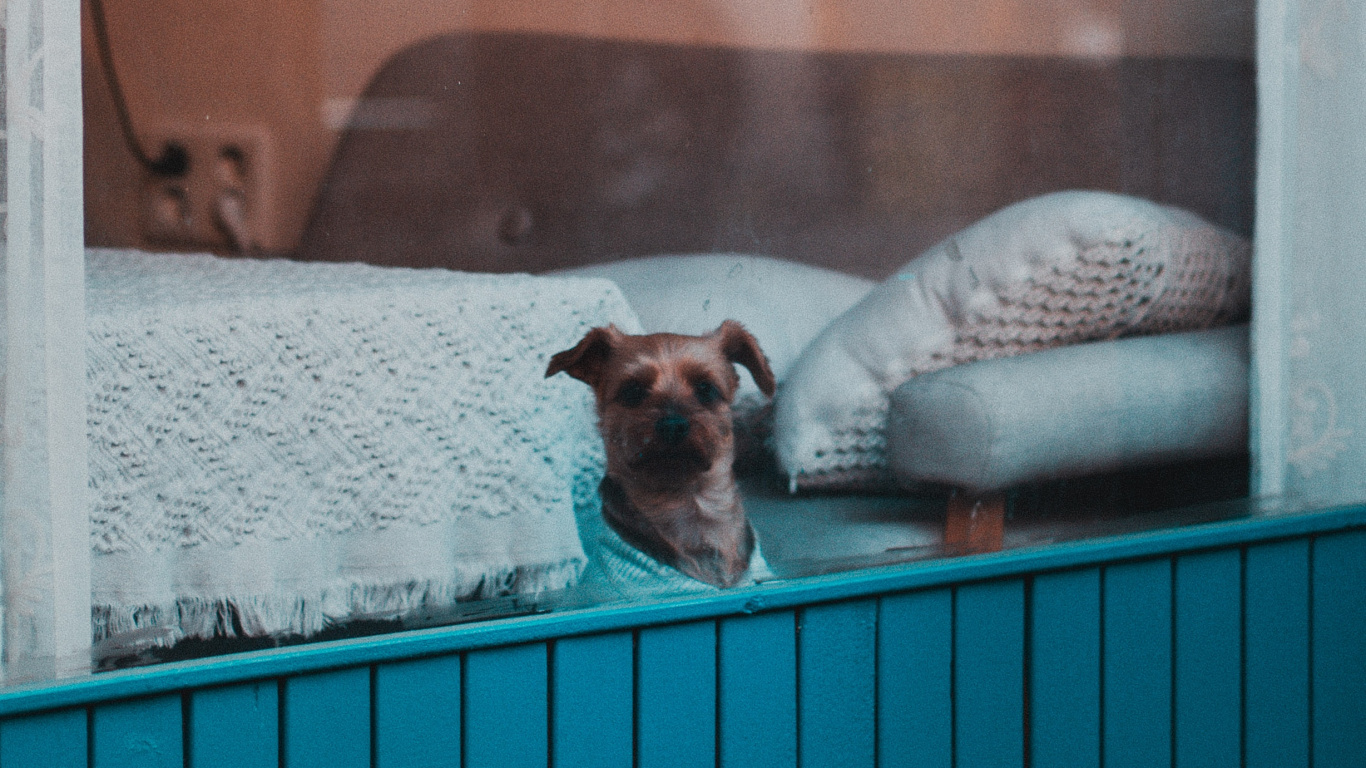 White and Brown Short Coated Small Dog. Wallpaper in 1366x768 Resolution